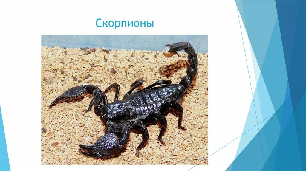 Скорпион какой класс животных. Беспозвоночные животные скорпион. скорпион подцарство. 20 беспозвоночных животных. скорпион презентация.