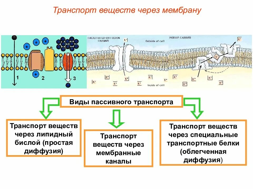 Транспорт через биологические мембраны. Транспорт клеточной мембраны. Транспорт веществ через мембрану. Активный и пассивный транспорт веществ через мембрану.