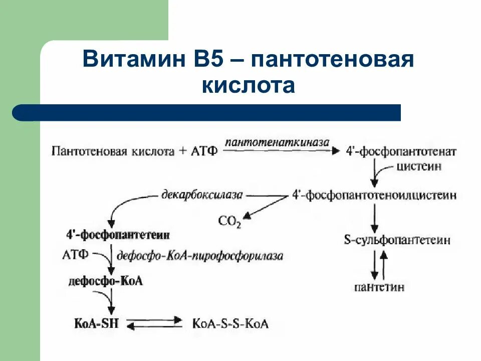 3 водорастворимый витамин. Пантотеновая кислота (витамин в3) схема производства. Витамин в3 пантотеновая кислота формула. Витамин в5 пантотеновая кислота. Активная форма пантотеновой кислоты витамин в5.