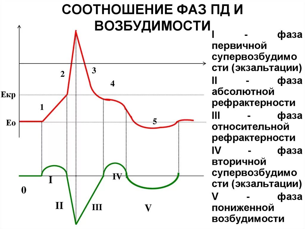 Фазы потенциала действия фаза изменения возбудимости. График Пд и возбудимости физиология. Соотношение фаз возбудимости с фазами потенциала действия. Соотношение фаз возбудимости с фазами Пд.