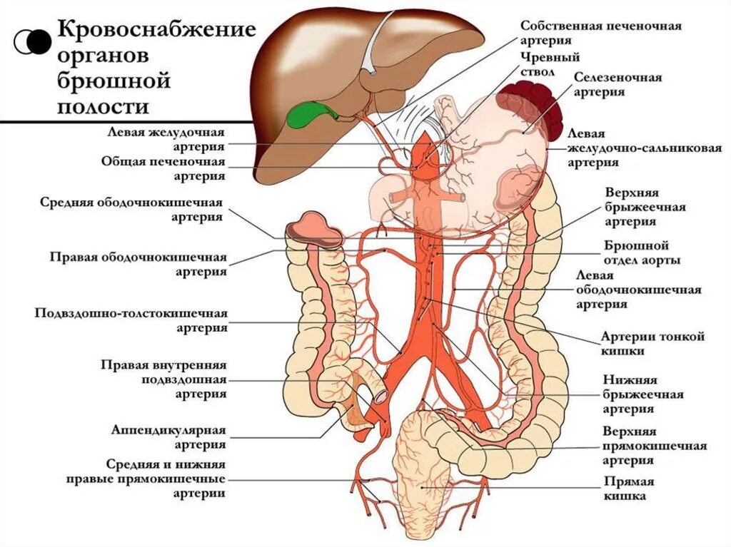 Брюшная полость анатомия кровоснабжение иннервация. Сосуды брюшной полости схема. Кровоснабжение органов брюшной полости схема. Кровоснабжение чревный ствол схема. Артерии органов брюшной полости