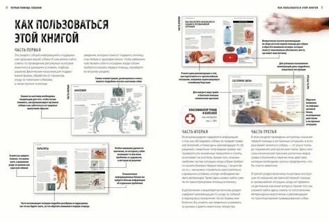 Оказывать собаке помощь