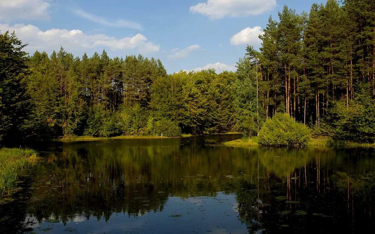 Лесные озера Обнинск. Лесное озеро. Озеро в лесу. Озеро посреди леса. Лесного озерца