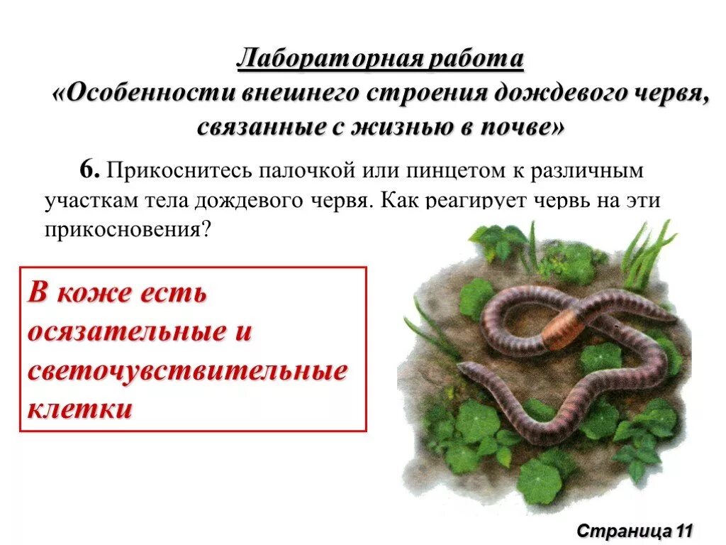Реакция на раздражение дождевого червя. Исследование внешнего строения дождевого червя лабораторная работа. лабораторная работа особенности внешнего строения дождевого червя. особенности строения червя. особенности строения дождевого червя.