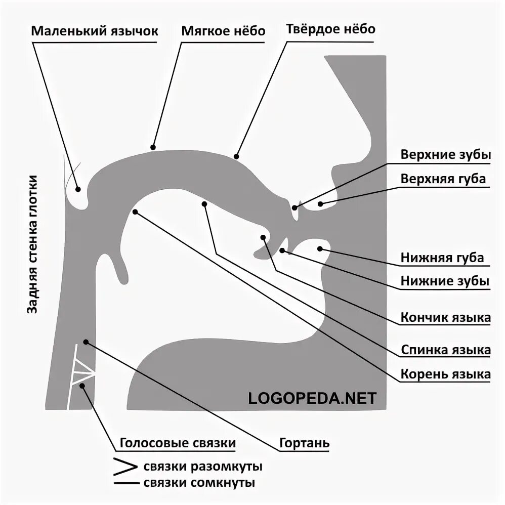 Строение артикуляционного аппарата логопедия. Органы артикуляционного аппарата схема. Строение артикуляционного аппарата анатомия. Анатомическое строение артикуляционного аппарата. Система артикуляции