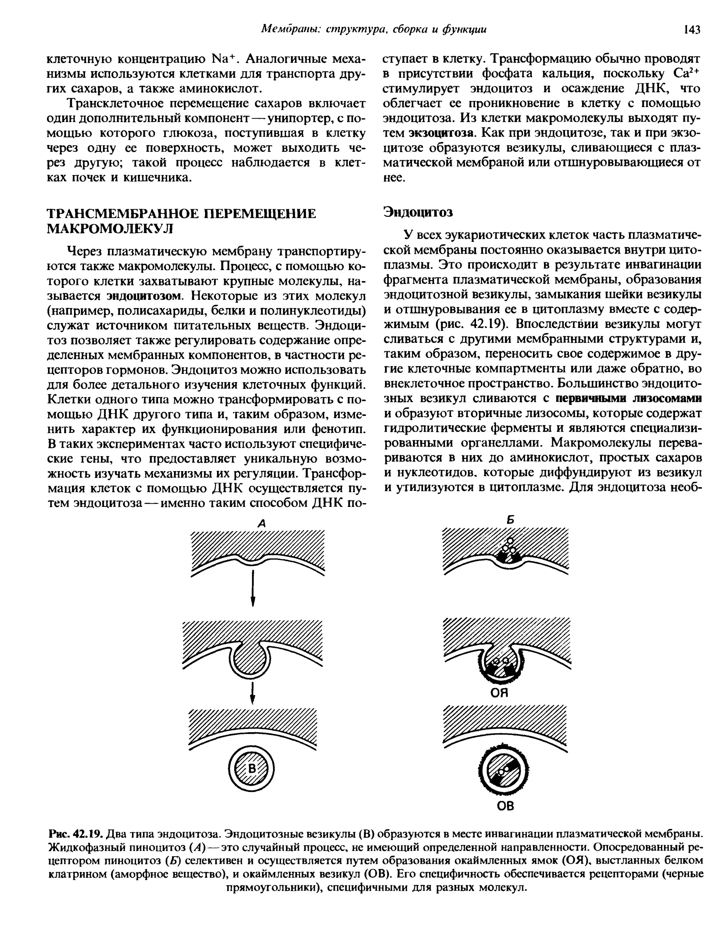 Везикула функции. Эндоцитозные везикулы. внеклеточные везикулы фото. функции везикул. генетически кодируемые внеклеточные везикулы..