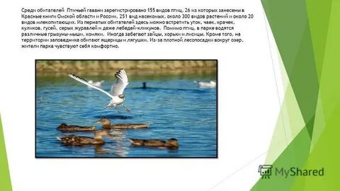 Среди обитателей