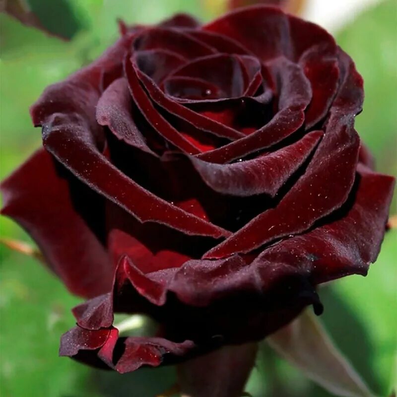 Галерея - Black Baccara (MEIdebenne) - Энциклопедия роз