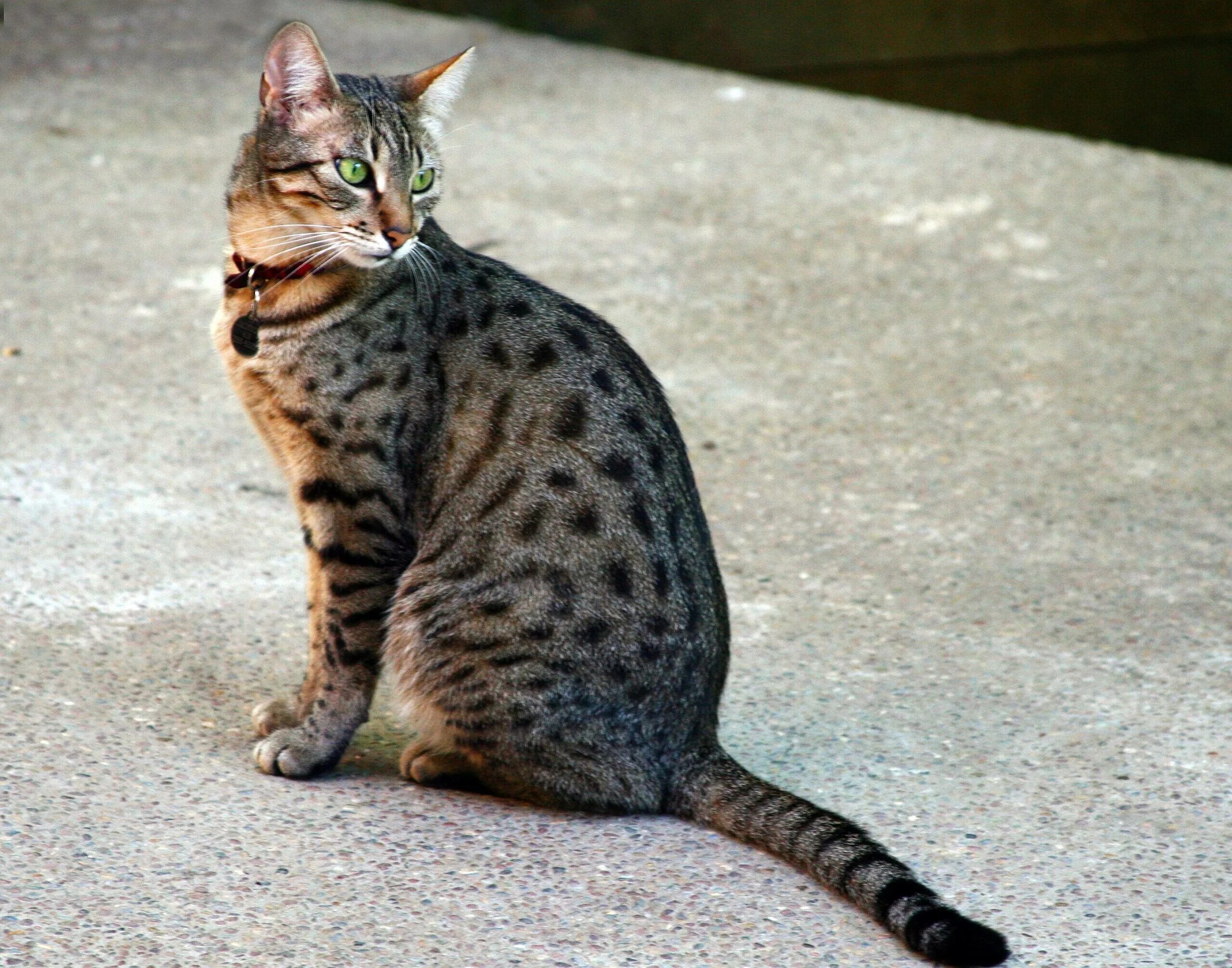 Как выглядят кошки породы. Египетская МАУ кошка. Порода кошек Египетская МАУ. Египетская МАУ котята. Египетская МАУ бронзовая.