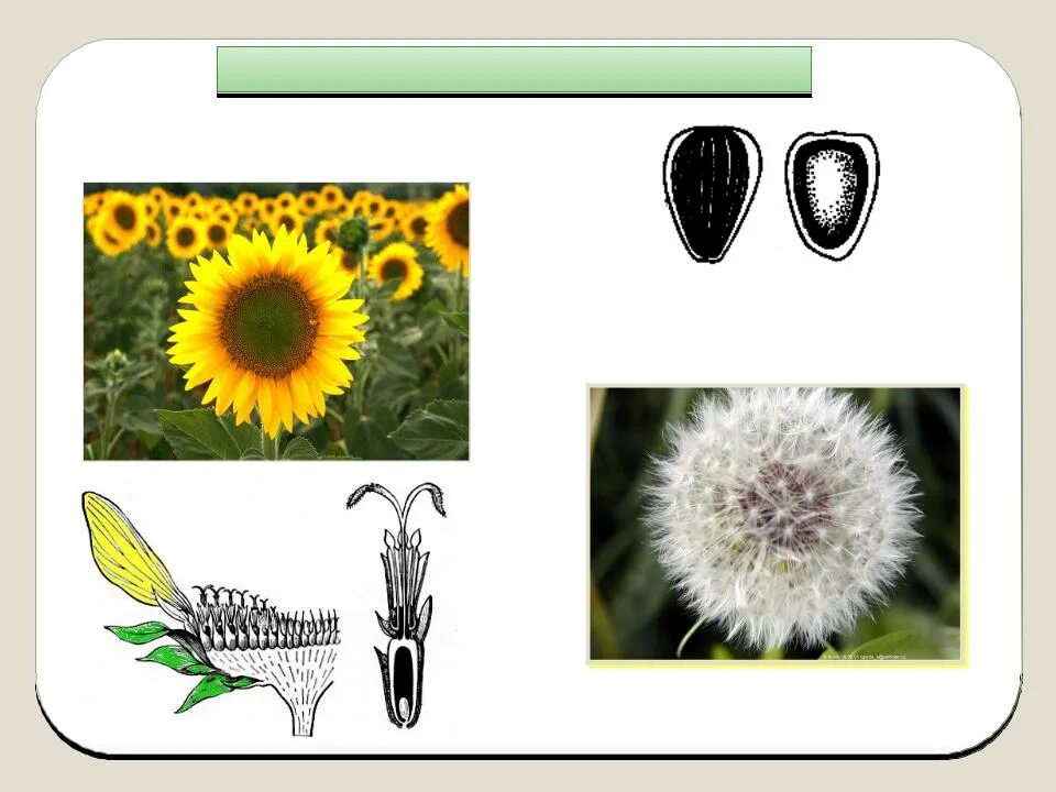Подсолнечник вид соцветия. Семейство Сложноцветные соцветие. Сложноцветные плод семянка. Плод семянка семейства Астровые. Строение семени семейства сложноцветных.