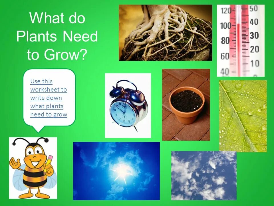 We grow well. What do Plants need to grow. What do Plants need to grow Worksheets. What Plants need to grow well. What Plants and Humans need to grow Worksheet.