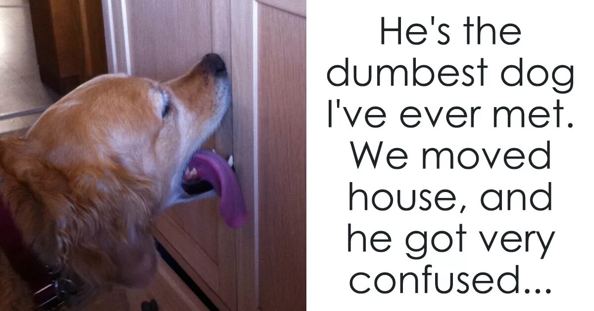 The dog wants its tea. Dog Door meme. Dog wants to go out. Doorbell Dog meme.