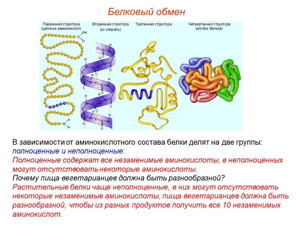 Сложное соединение белков. Белковый обмен. Обмен белков презентация. Белковый обмен презентация. Обмен белков состав.