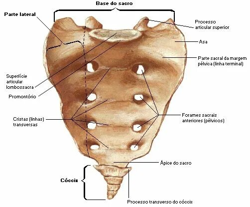 Illustration médicale précise du sacrum Banque d'images - 44208099 Art à thème a