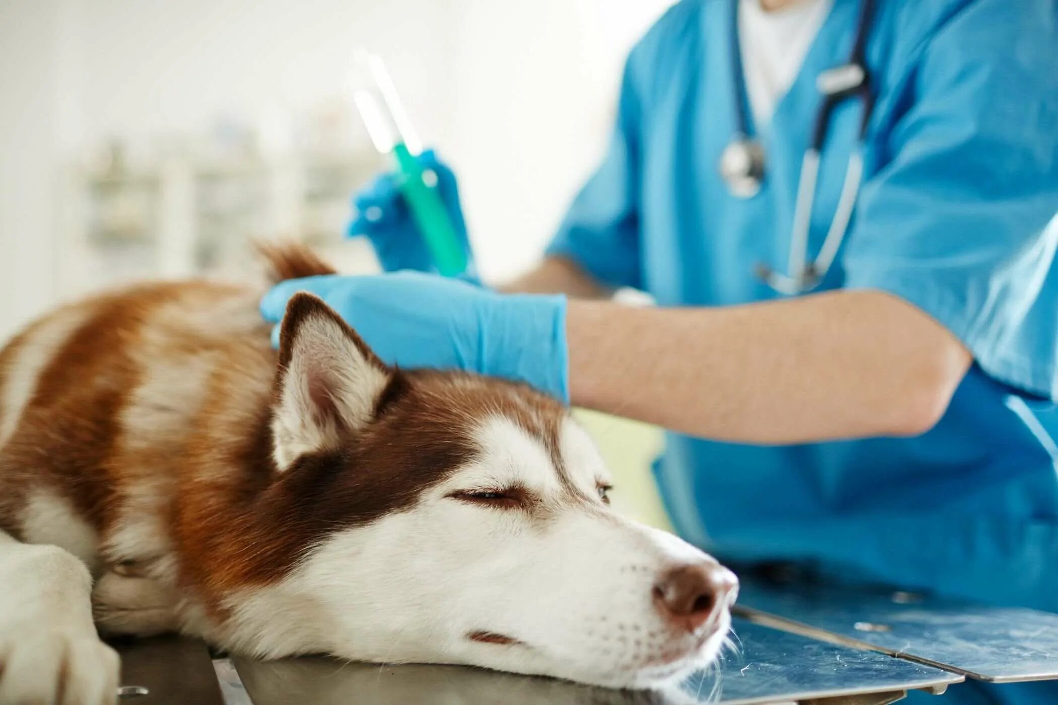 Собака перед операцией. Анестезия в ветеринарии.