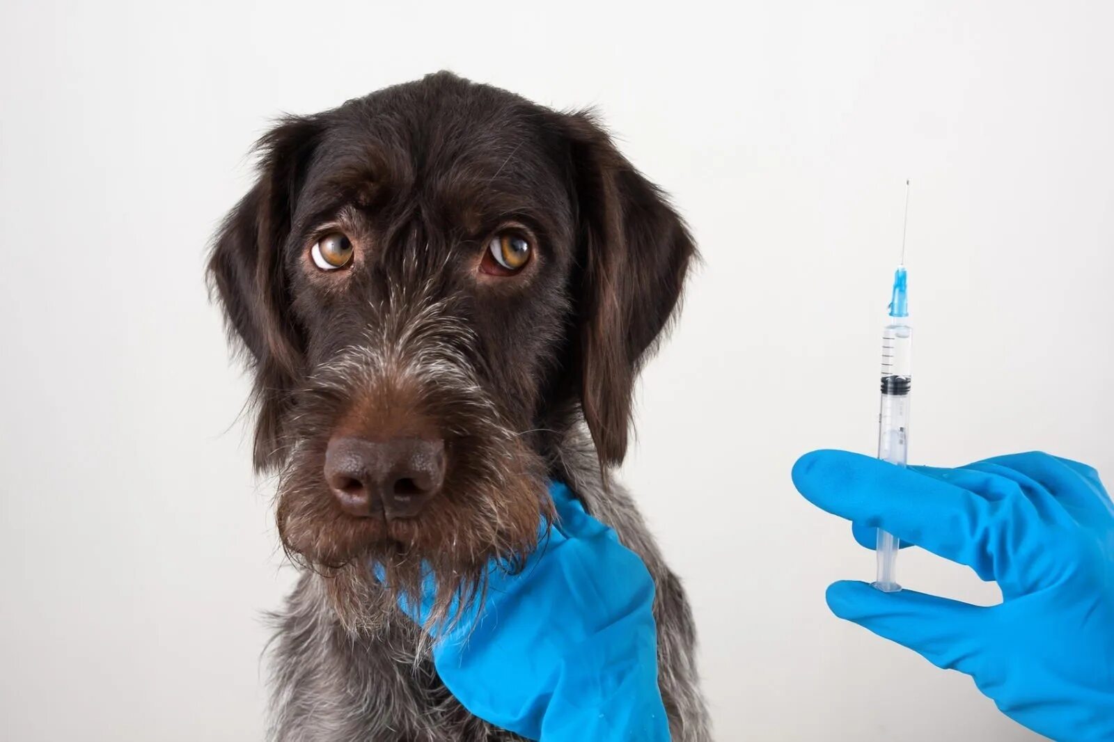 Прививка от бешенства собаке когда можно. Вакцинация животных. Прививка собаке. Ветеринар вакцинация. Прививка животных от бешенства.