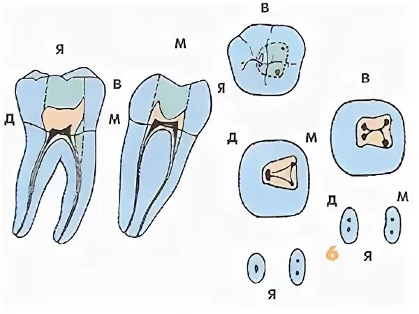 Анатомия корневых каналов моляров верхней челюсти. 1 Моляр нижней челюсти анатомия корневых каналов. Корневые каналы первого моляра нижней челюсти. Топография корневых каналов нижних моляров.