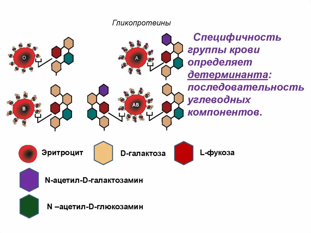 Антигенные детерминанты определяющие группы крови. Антигены в группах крови схема. Гликопротеины групп крови. Антигены эритроцитов.