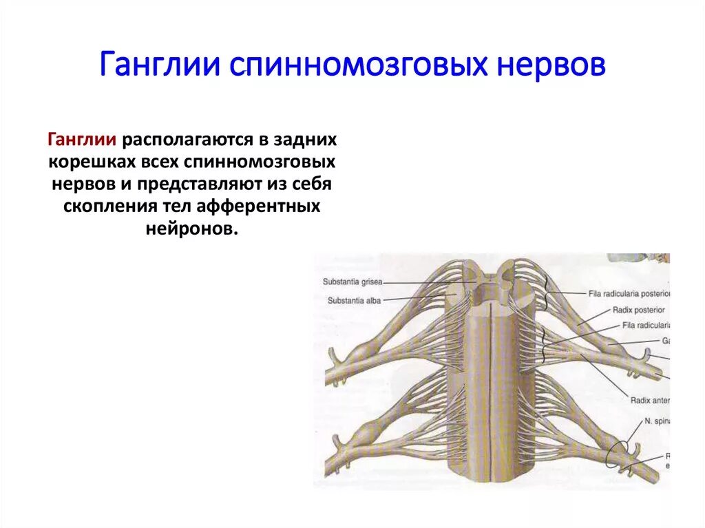 Спинной нервный ганглий. Строение спинного мозга нервный узел. Строение и функции спинномозговых нервов. Строение нервов и нервных узлов. Строение спинномозгового нервного узла.