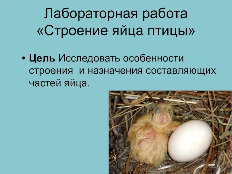 Особенности яйца птиц. Лабораторная работа строение яйца птицы. Лабораторная работа по биологии яйцо. Лабораторная работа строение яйца. Строение птичьего яйца.