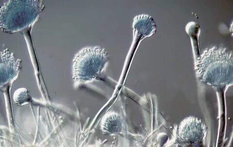 Плесневые грибы aspergillus