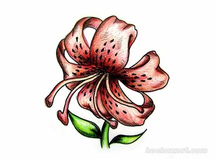 Лилия рисунок для детей