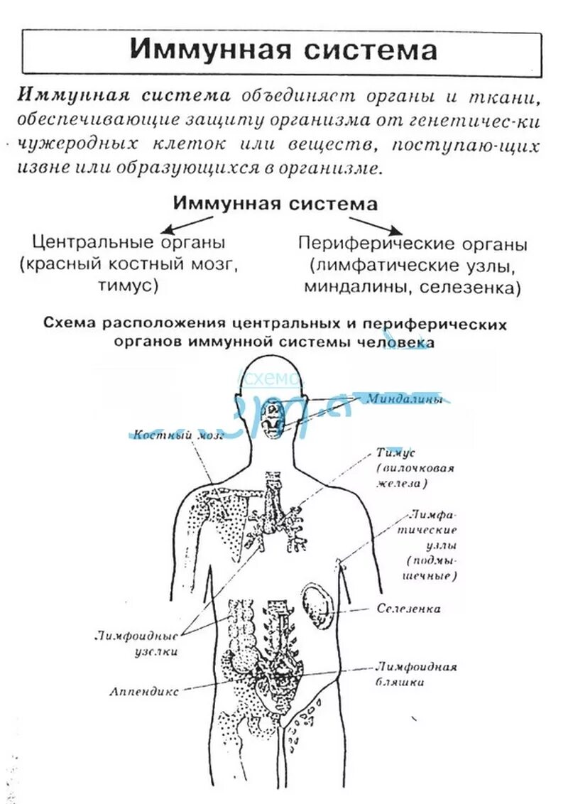 Органы иммунной реакции. Структура иммунной системы схема. Органы иммунитета схема. Иммунная система Центральная и периферическая схема. Иммунная система человека строение и функции кратко.