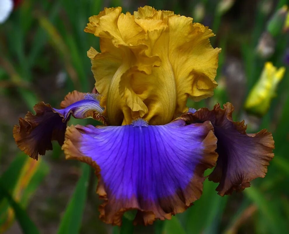 ирисы гарден. ирис карликовый "cherry garden". ирисы гарден. ирис черри парфайт. цветок черри гарден.