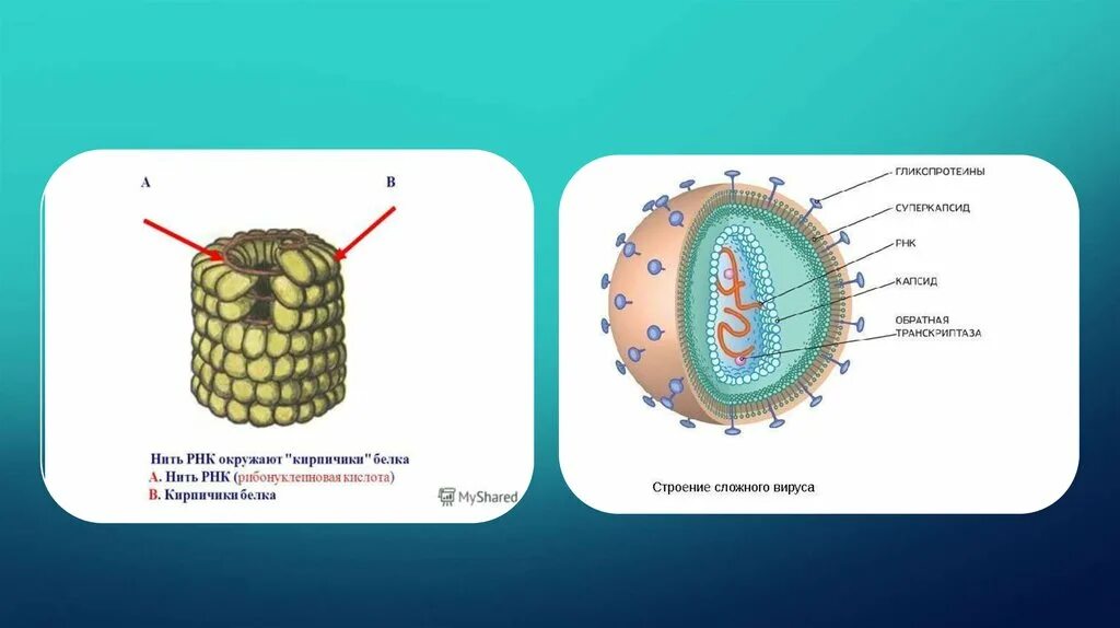 Капсид РНК вируса. Плюс нитевые РНК вирусы это. Строение РНК вируса. Строение вируса капсид и суперкапсид.