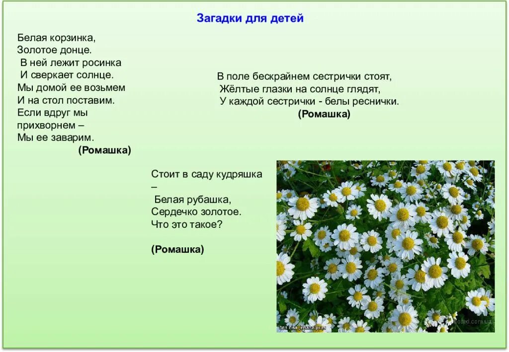 Отгадай загадку белая корзинка золотое донце. Загадка про ромашку. Загадка про ромашку для детей. Стих про ромашку для детей. Стих загадка про ромашку.