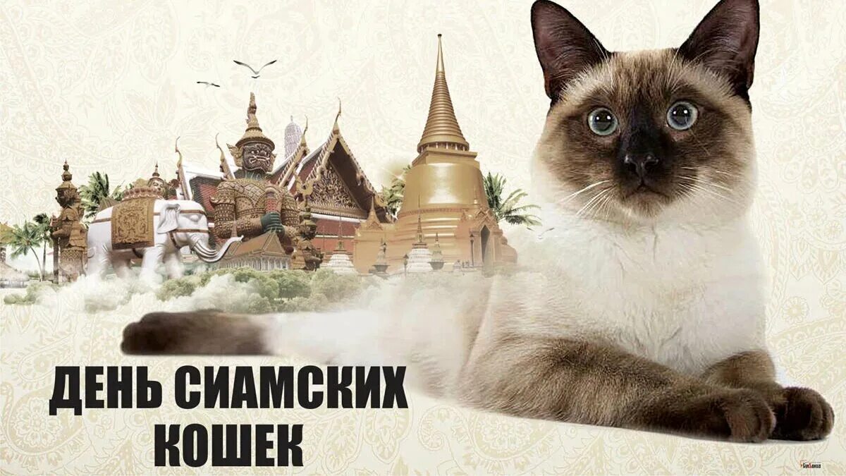 День сиамских кошек