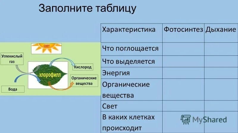 Появление фотосинтеза эра. Фотосинтез и дыхание. Фотосинтез органические вещества. Что поглощается фотосинтез. Процесс фотосинтеза и дыхания таблица.