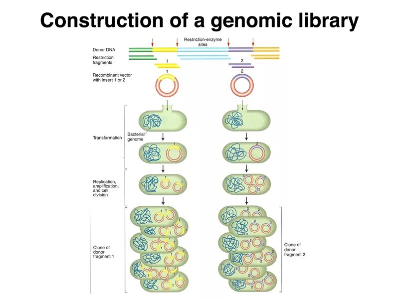 Донор днк. Medical Genomics ДНК. Геномные острова (genomic Islands, го) — сегменты ДНК,. Библиотека ДНК. DNA Library picture.