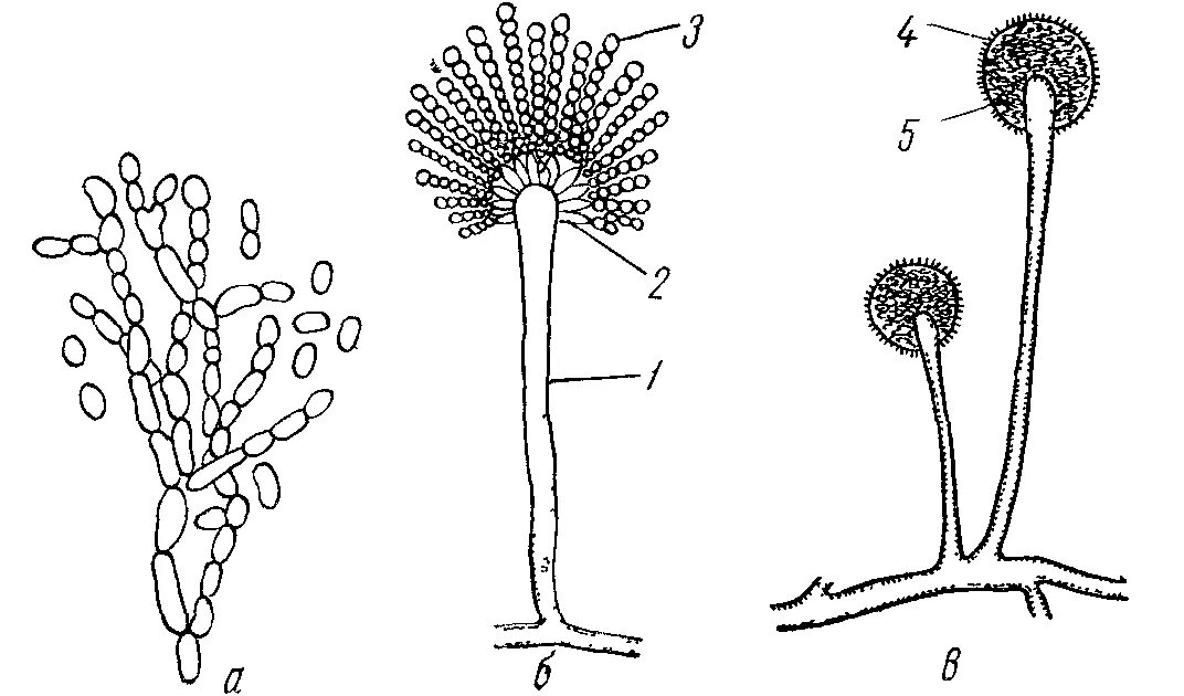 Конидии аспергилла. Конидии и спорангии. Мукор пеницилл аспергилл. Спорангий со спорами мицелий.