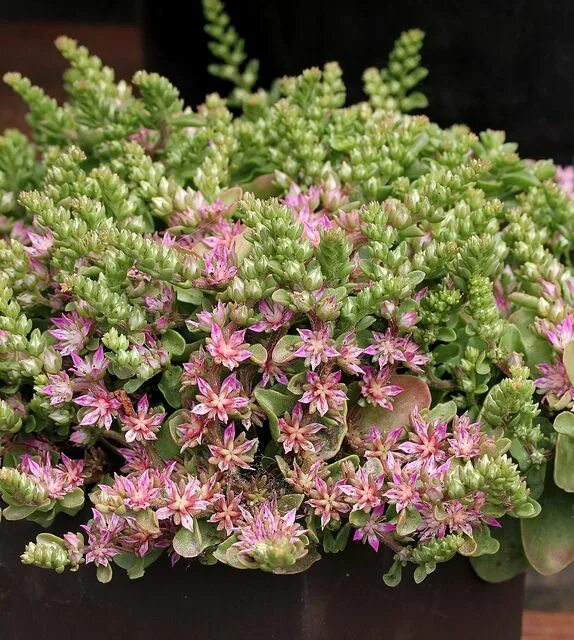 Очитки сорта и виды фото с названием Очиток / Седум Элзи'с Голд (Sedum Elsie`s Gold) купить в Москве по низкой цене и