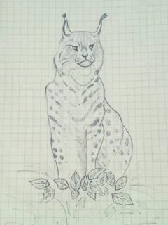 Рысь нарисовать детям легко