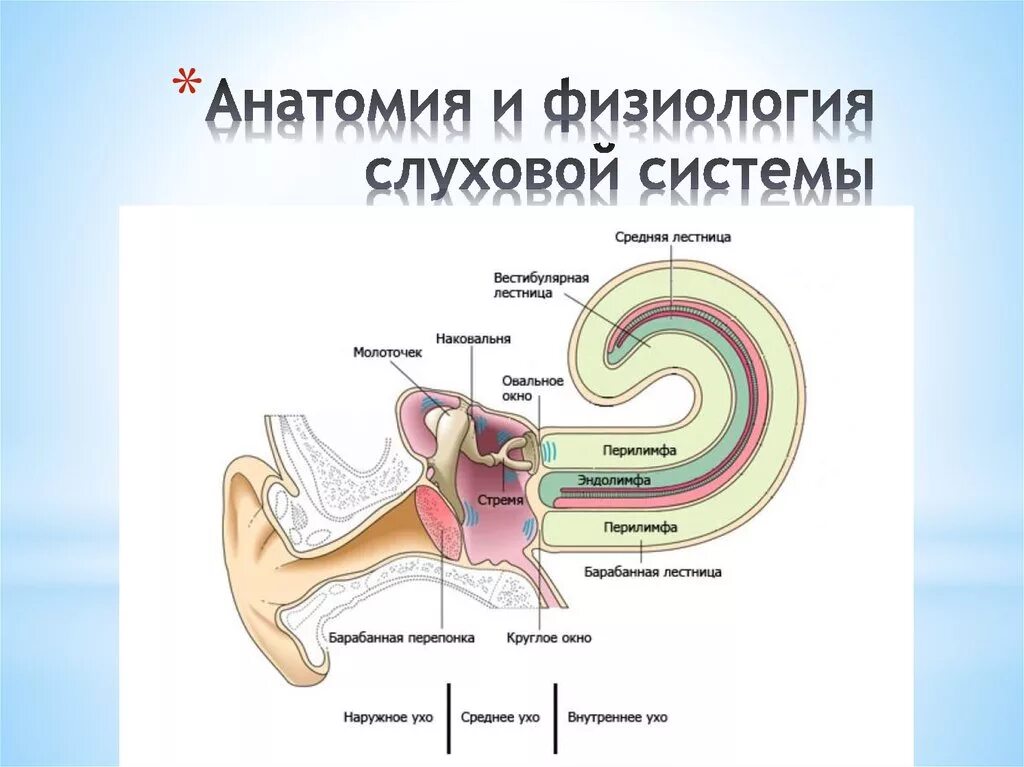 Во внутреннем ухе расположены. Слуховой аппарат строение анатомия. Овальное окно слуховой анализатор. Слуховой анализатор физиология улитка. Слуховая система внутреннего уха.