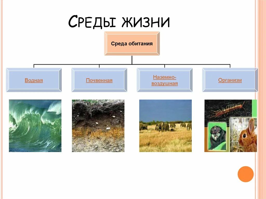 Среда обитания. Среды жизни. Среды жизни обитания. Среды обитания живых организмов. Четыре основные среды обитания