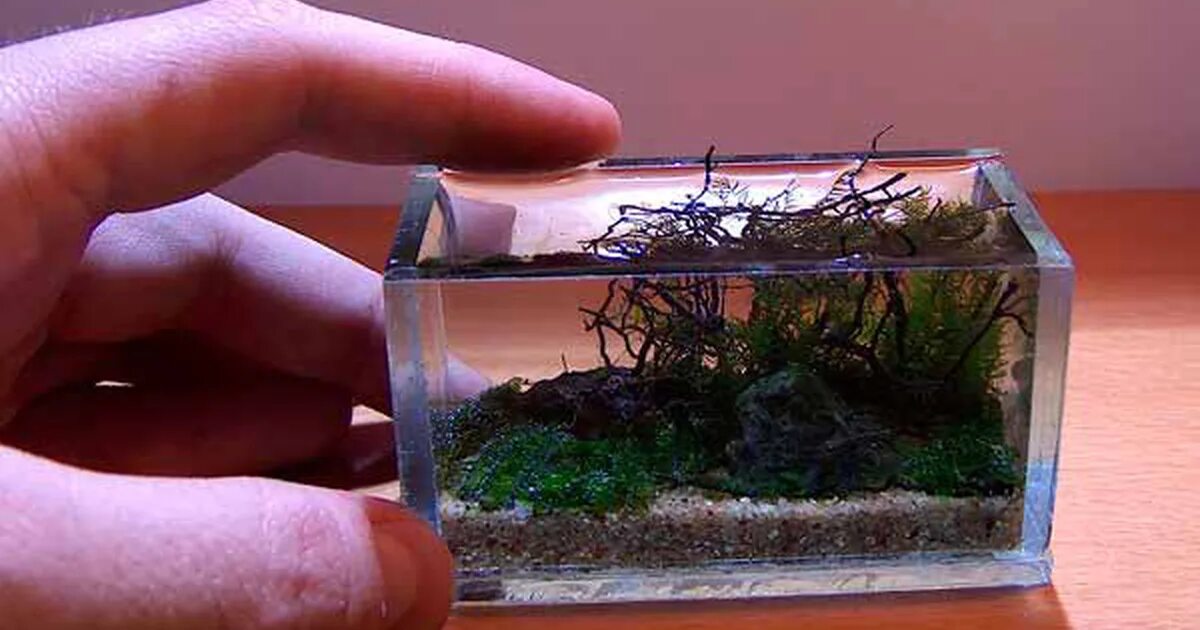 Акваскейпинг нано аквариумов. Миниатюрный аквариум с рыбками. Самый маленький аквариум. Нано рыбки для аквариума.