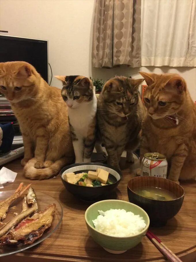 Кот еда мем. Котик с едой. кошки за едой. котик за столом. котик за столом с едой.