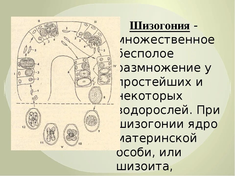 Шизогония половое или бесполое. Шизогония это бесполое размножение. Шизогония половое или бесполое. Шизогония половое или бесполое. Шизогония малярийного плазмодия.