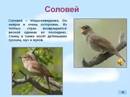 Когда появился соловей