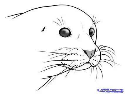 Рисовать морских котиков