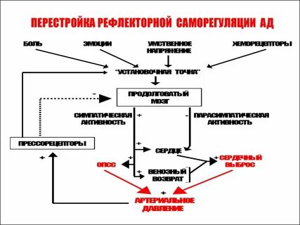 Механизмы саморегуляции кровяного давления