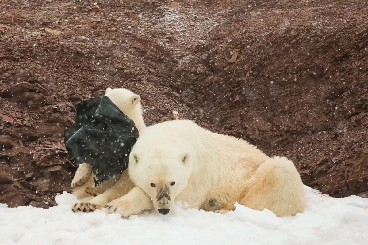 На следующей странице представлены фотографии белого медведя. Охрана белых медведей. Истощенный белый медведь.