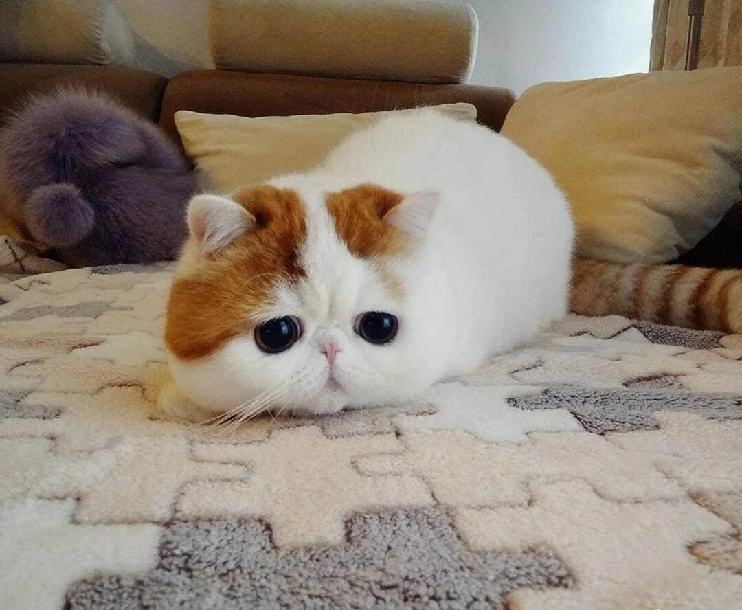 Китайский кот. Японский кот снупи порода. Вислоухий экзот манчкин снупи. Китаец котенок. Японская порода кошек снупи.