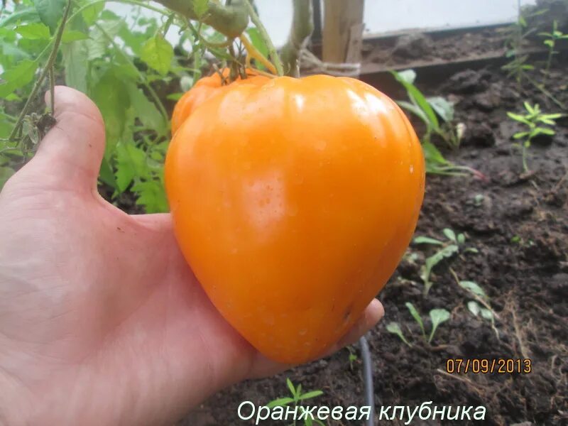 Клубника немка. Немецкая оранжевая клубника характеристика. Оранж земляничный томат. Немецкая оранжевая клубника характеристика. Сорт томата немецкая оранжевая клубника.