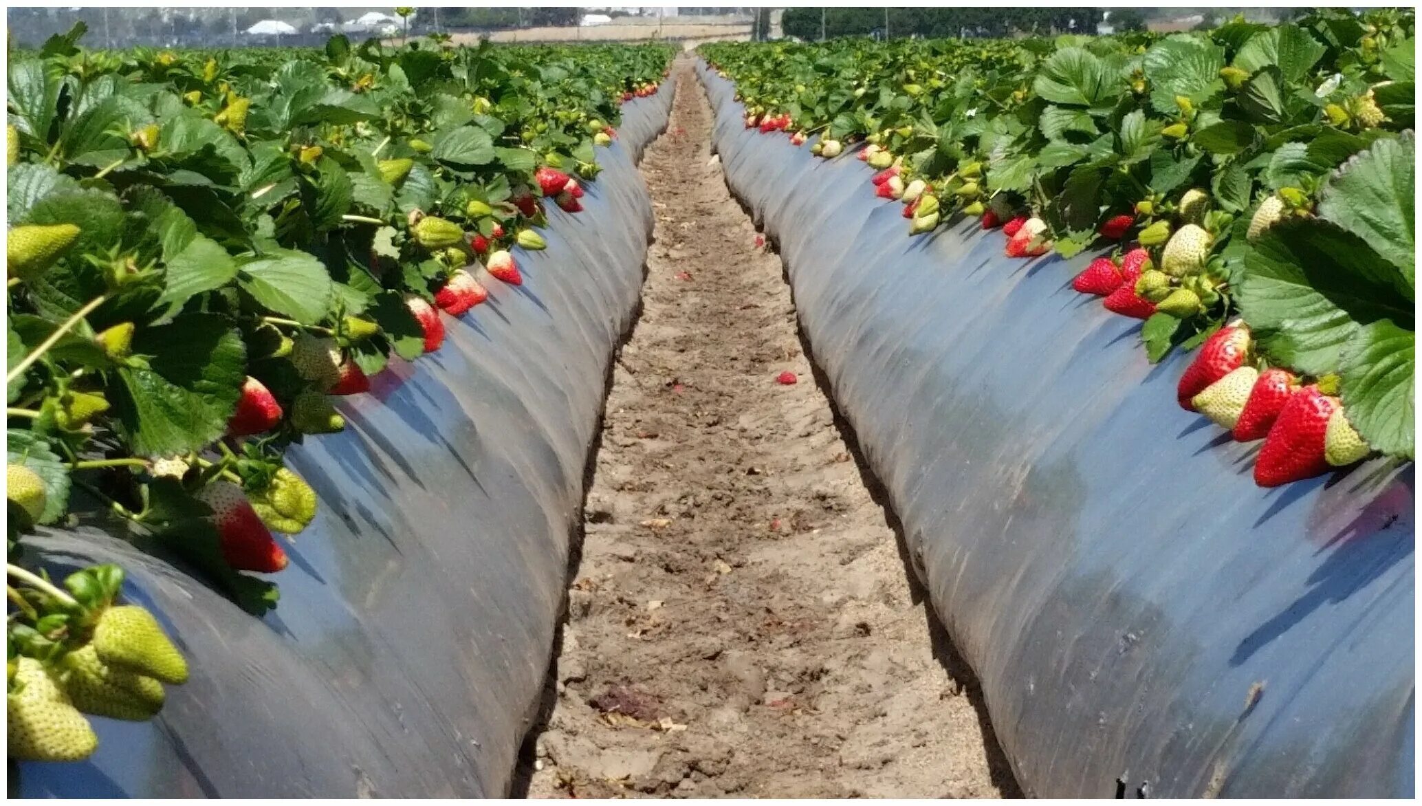 сажать под пленку. укрытие виктории спанбондом. мульчирование виктории агроволокном. мульчирующая пленка. клубника садовая агроткань.