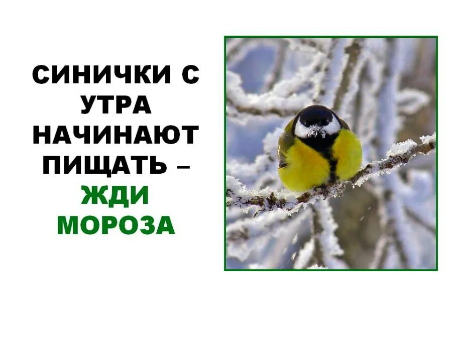 Доброе утро синички. Доброе утро с синицами. Синичка с утра начинает пищать народная примета. Доброе утро Мороз синички.