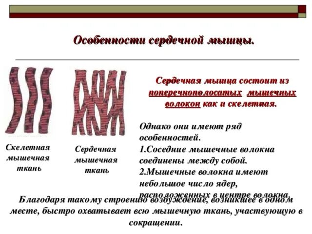 Какова особенность волокон поперечнополосатой мышечной ткани. Сердечная мышца характеристика. Особенности строения сердечной ткани. Строение волокна сердечной мышцы. Особенности строения сердечных мышц.